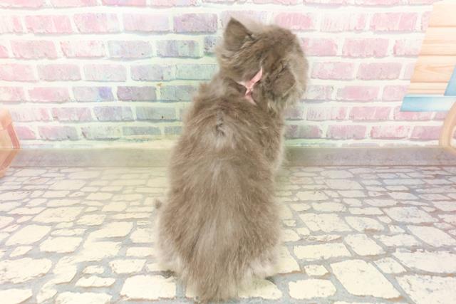 東京都のブリティッシュロングヘアー (Coo&RIKU下北沢店/2025年9月10日生まれ/女の子/ブルー)の子猫の4枚目の画像