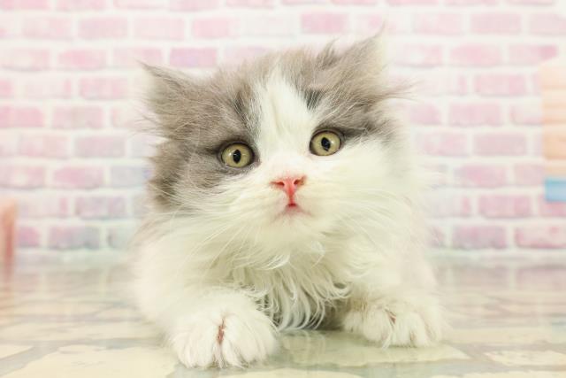 東京都のブリティッシュロングヘアー (Coo&RIKU府中店/2025年9月10日生まれ/男の子/ブルーホワイト)の子猫の1枚目の画像