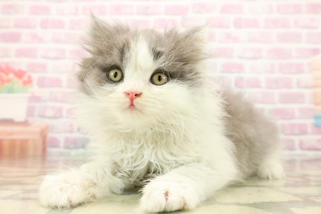 東京都のブリティッシュロングヘアー (Coo&RIKU府中店/2025年9月10日生まれ/男の子/ブルーホワイト)の子猫の2枚目の画像