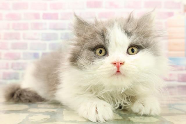 東京都のブリティッシュロングヘアー (Coo&RIKU府中店/2025年9月10日生まれ/男の子/ブルーホワイト)の子猫の3枚目の画像