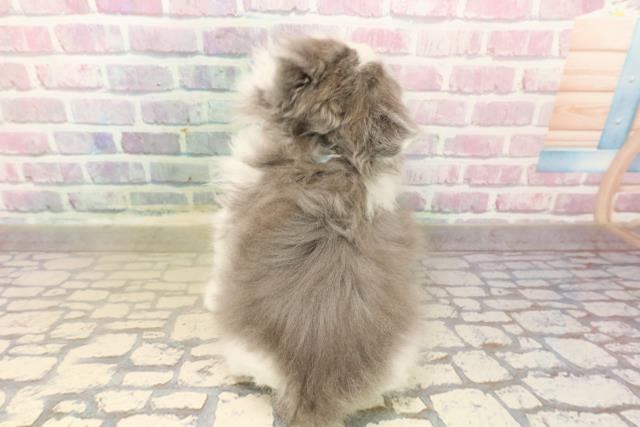 東京都のブリティッシュロングヘアー (Coo&RIKU府中店/2025年9月10日生まれ/男の子/ブルーホワイト)の子猫の4枚目の画像