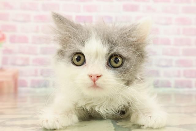 東京都のブリティッシュロングヘアー (Coo&RIKU福生店/2025年9月10日生まれ/男の子/ブルーホワイト)の子猫の1枚目の画像
