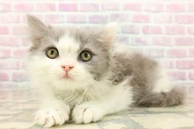 東京都のブリティッシュロングヘアー (Coo&RIKU福生店/2025年9月10日生まれ/男の子/ブルーホワイト)の子猫の2枚目の画像