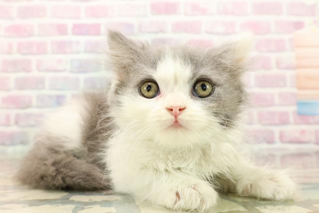 東京都のブリティッシュロングヘアー (Coo&RIKU福生店/2025年9月10日生まれ/男の子/ブルーホワイト)の子猫の3枚目の画像