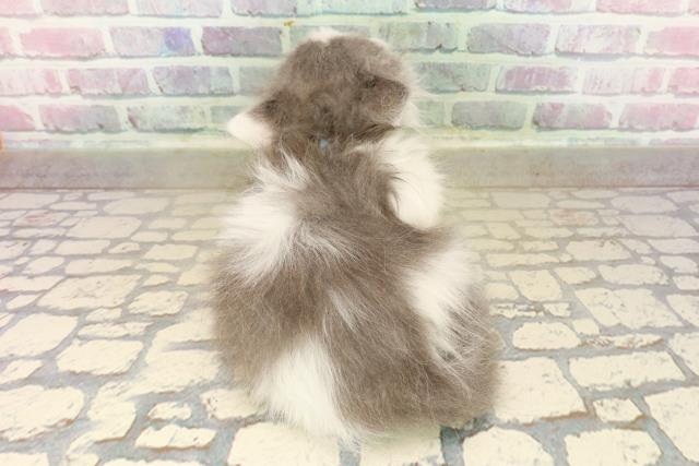 東京都のブリティッシュロングヘアー (Coo&RIKU福生店/2025年9月10日生まれ/男の子/ブルーホワイト)の子猫の4枚目の画像