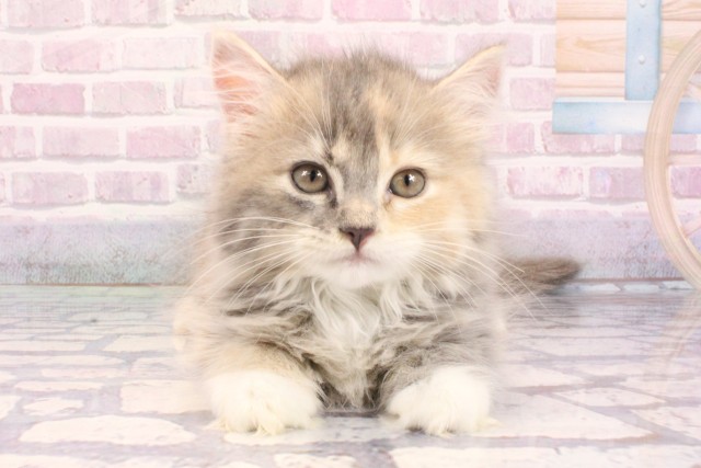 滋賀県のラガマフィン (Coo&RIKUアヤハディオ水口店/2025年9月14日生まれ/女の子/ブルーパッチドタビーホワイト)の子猫の1枚目の画像