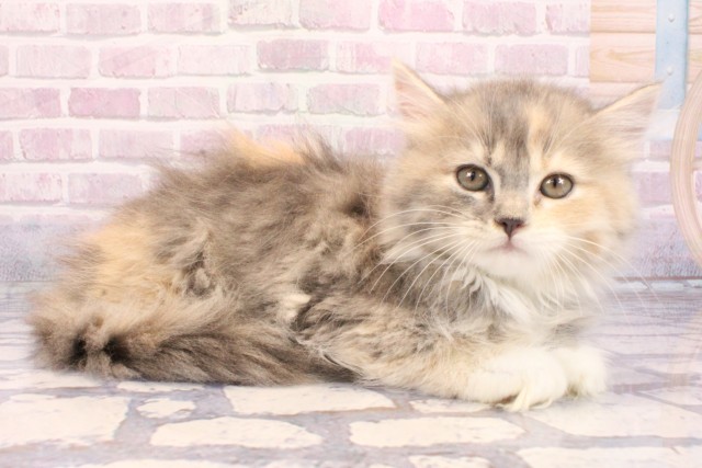 滋賀県のラガマフィン (Coo&RIKUアヤハディオ水口店/2025年9月14日生まれ/女の子/ブルーパッチドタビーホワイト)の子猫の2枚目の画像