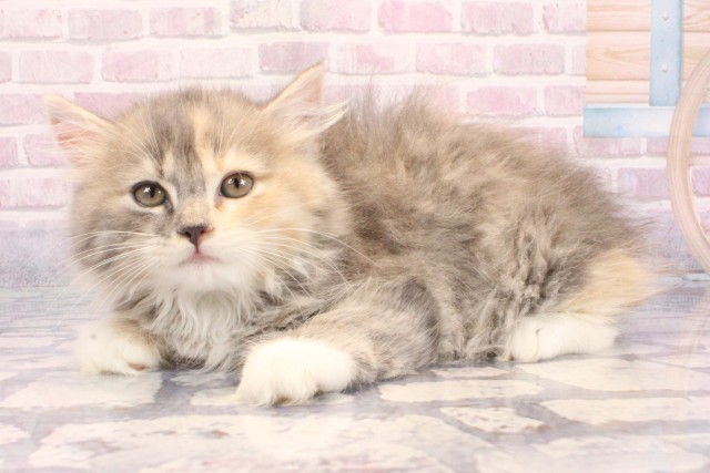 滋賀県のラガマフィン (Coo&RIKUアヤハディオ水口店/2025年9月14日生まれ/女の子/ブルーパッチドタビーホワイト)の子猫の3枚目の画像