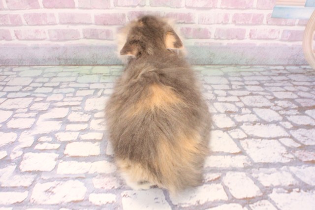 滋賀県のラガマフィン (Coo&RIKUアヤハディオ水口店/2025年9月14日生まれ/女の子/ブルーパッチドタビーホワイト)の子猫の4枚目の画像