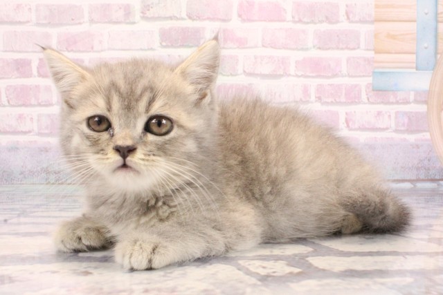 大阪府のミヌエット (Coo&RIKU寝屋川店/2025年9月3日生まれ/男の子/シルバータビー)の子猫の2枚目の画像