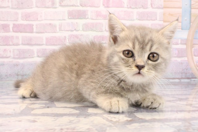 大阪府のミヌエット (Coo&RIKU寝屋川店/2025年9月3日生まれ/男の子/シルバータビー)の子猫の3枚目の画像