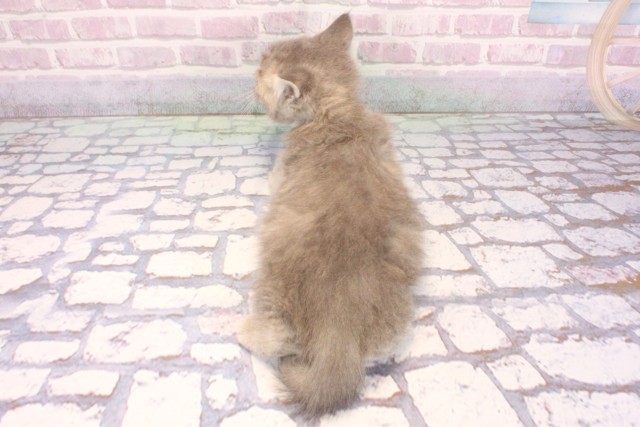 大阪府のミヌエット (Coo&RIKU寝屋川店/2025年9月3日生まれ/男の子/シルバータビー)の子猫の4枚目の画像