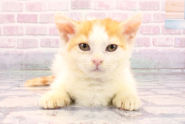 大阪府のミヌエット (Coo&RIKU枚方店/2025年9月1日生まれ/男の子/レッドホワイト)の子猫の1枚目の画像