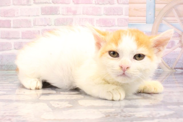 大阪府のミヌエット (Coo&RIKU枚方店/2025年9月1日生まれ/男の子/レッドホワイト)の子猫の2枚目の画像