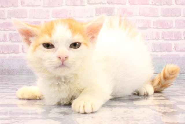 大阪府のミヌエット (Coo&RIKU枚方店/2025年9月1日生まれ/男の子/レッドホワイト)の子猫の3枚目の画像