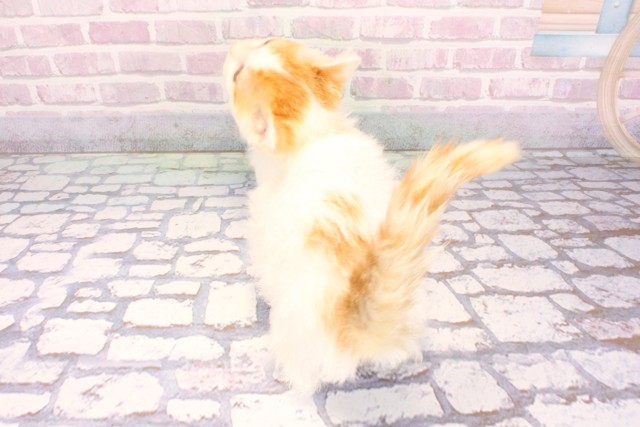 大阪府のミヌエット (Coo&RIKU枚方店/2025年9月1日生まれ/男の子/レッドホワイト)の子猫の4枚目の画像