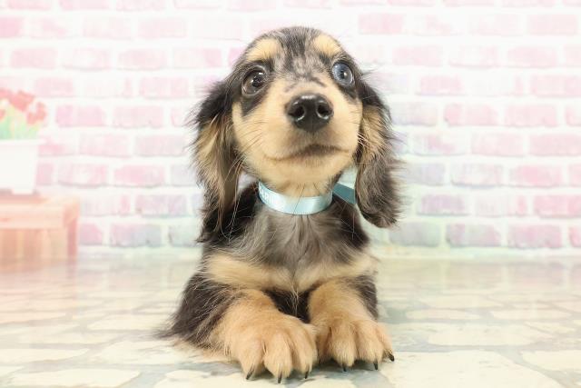 埼玉県のミニチュアダックスフンド(ロング) (Coo&RIKUアニマルケアセンター大宮/2025年9月7日生まれ/男の子/シルバーダップル)の子犬