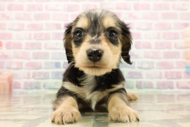 東京都のミニチュアダックスフンド(ロング) (Coo&RIKU福生店/2025年9月12日生まれ/男の子/シルバーダップル)の子犬の1枚目の画像