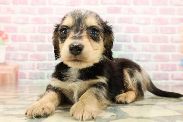 東京都のミニチュアダックスフンド(ロング) (Coo&RIKU福生店/2025年9月12日生まれ/男の子/シルバーダップル)の子犬の2枚目の画像