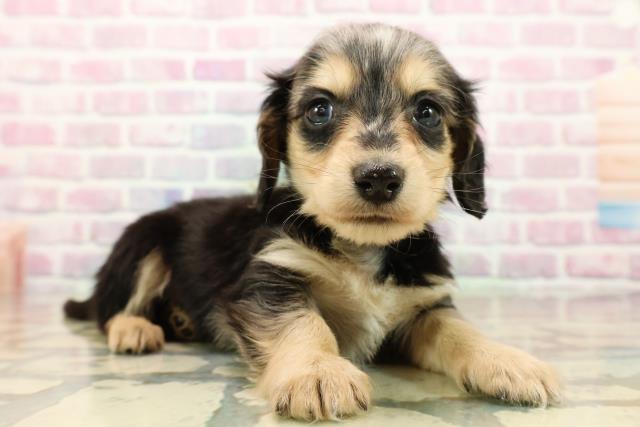 東京都のミニチュアダックスフンド(ロング) (Coo&RIKU福生店/2025年9月12日生まれ/男の子/シルバーダップル)の子犬の3枚目の画像