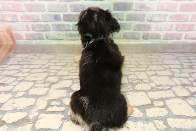 東京都のミニチュアダックスフンド(ロング) (Coo&RIKU福生店/2025年9月12日生まれ/男の子/シルバーダップル)の子犬の4枚目の画像