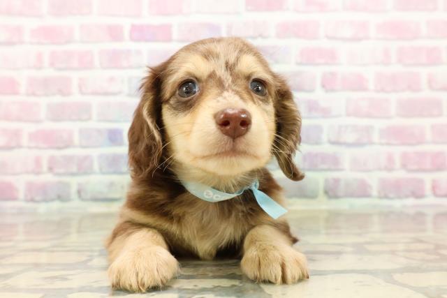 東京都のミニチュアダックスフンド(ロング) (Coo&RIKU中野サンモール店/2025年9月12日生まれ/男の子/チョコレートダップル)の子犬の1枚目の画像