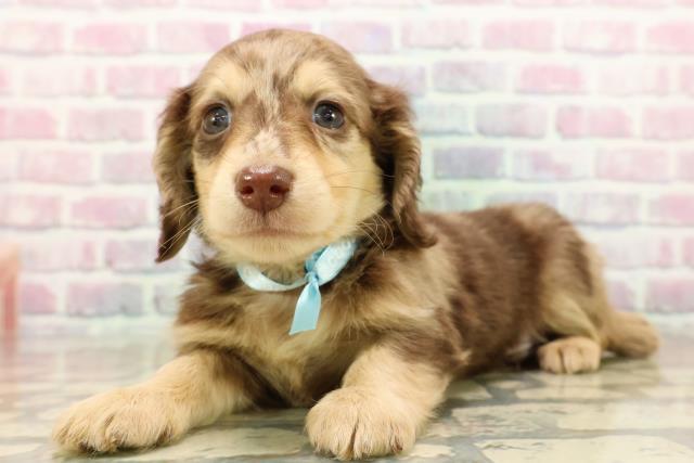 東京都のミニチュアダックスフンド(ロング) (Coo&RIKU中野サンモール店/2025年9月12日生まれ/男の子/チョコレートダップル)の子犬の2枚目の画像