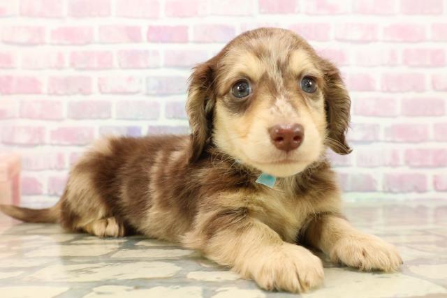 東京都のミニチュアダックスフンド(ロング) (Coo&RIKU中野サンモール店/2025年9月12日生まれ/男の子/チョコレートダップル)の子犬の3枚目の画像