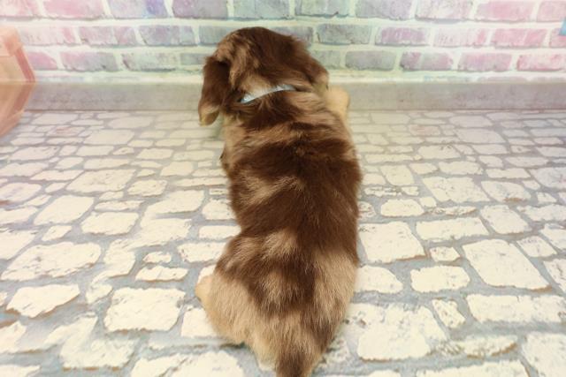 東京都のミニチュアダックスフンド(ロング) (Coo&RIKU中野サンモール店/2025年9月12日生まれ/男の子/チョコレートダップル)の子犬の4枚目の画像