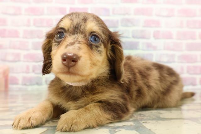 東京都のミニチュアダックスフンド(ロング) (Coo&RIKU武蔵小山店/2025年9月12日生まれ/女の子/チョコレートダップル)の子犬の2枚目の画像