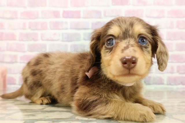 東京都のミニチュアダックスフンド(ロング) (Coo&RIKU武蔵小山店/2025年9月12日生まれ/女の子/チョコレートダップル)の子犬の3枚目の画像