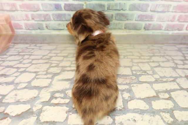 東京都のミニチュアダックスフンド(ロング) (Coo&RIKU武蔵小山店/2025年9月12日生まれ/女の子/チョコレートダップル)の子犬の4枚目の画像