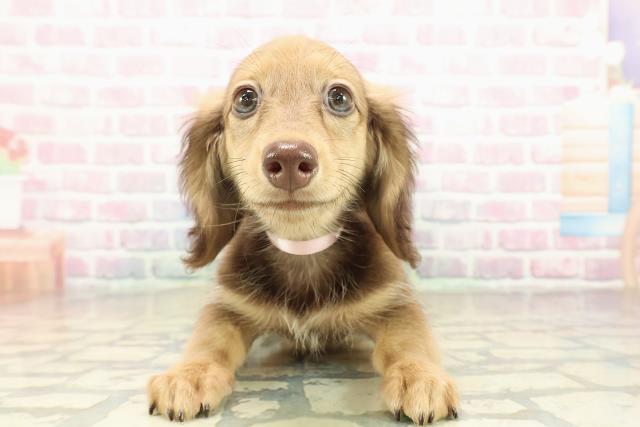 富山県のミニチュアダックスフンド(ロング) (Coo&RIKU富山店/2025年9月12日生まれ/女の子/レッド)の子犬の1枚目の画像