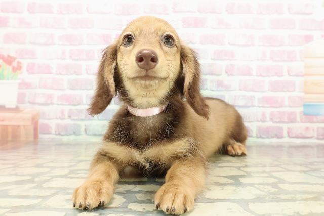 富山県のミニチュアダックスフンド(ロング) (Coo&RIKU富山店/2025年9月12日生まれ/女の子/レッド)の子犬の2枚目の画像