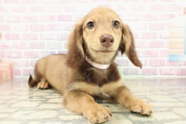 富山県のミニチュアダックスフンド(ロング) (Coo&RIKU富山店/2025年9月12日生まれ/女の子/レッド)の子犬の3枚目の画像