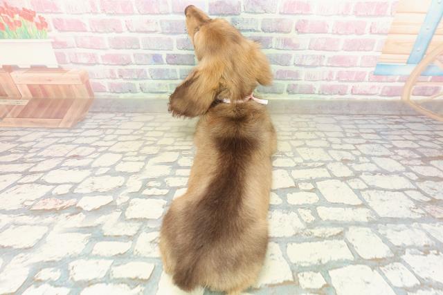 富山県のミニチュアダックスフンド(ロング) (Coo&RIKU富山店/2025年9月12日生まれ/女の子/レッド)の子犬の4枚目の画像