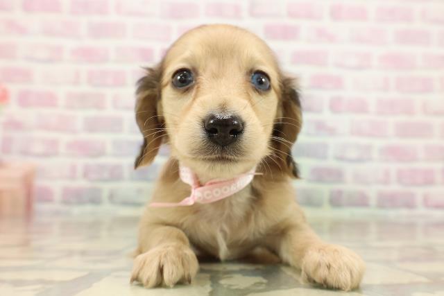 山梨県のミニチュアダックスフンド(ロング) (Coo&RIKU甲府昭和通り店/2025年9月12日生まれ/女の子/シェーデットイエロー)の子犬の1枚目の画像