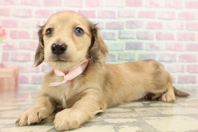 山梨県のミニチュアダックスフンド(ロング) (Coo&RIKU甲府昭和通り店/2025年9月12日生まれ/女の子/シェーデットイエロー)の子犬の2枚目の画像