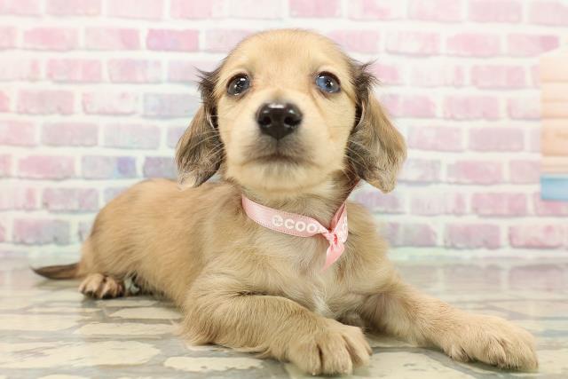 山梨県のミニチュアダックスフンド(ロング) (Coo&RIKU甲府昭和通り店/2025年9月12日生まれ/女の子/シェーデットイエロー)の子犬の3枚目の画像