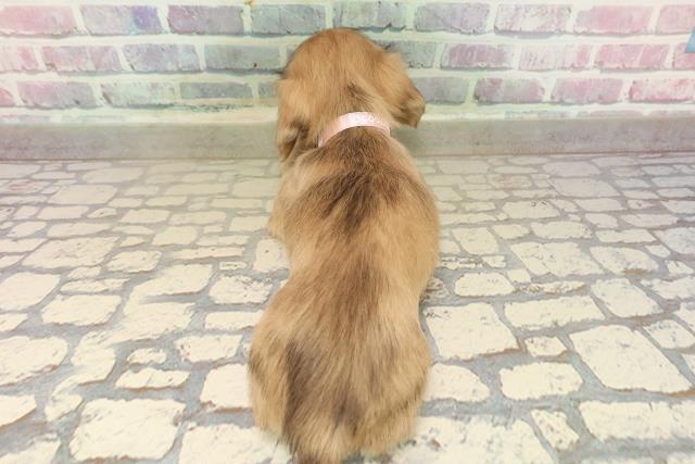 山梨県のミニチュアダックスフンド(ロング) (Coo&RIKU甲府昭和通り店/2025年9月12日生まれ/女の子/シェーデットイエロー)の子犬の4枚目の画像