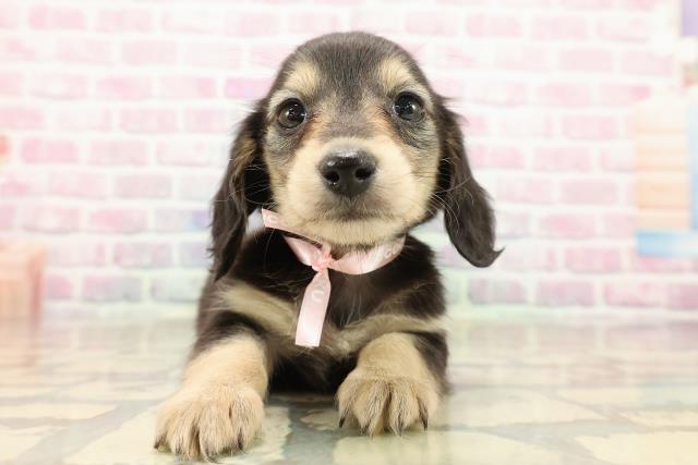 東京都のミニチュアダックスフンド(ロング) (Coo&RIKU府中店/2025年9月12日生まれ/女の子/ブラックタン)の子犬の1枚目の画像