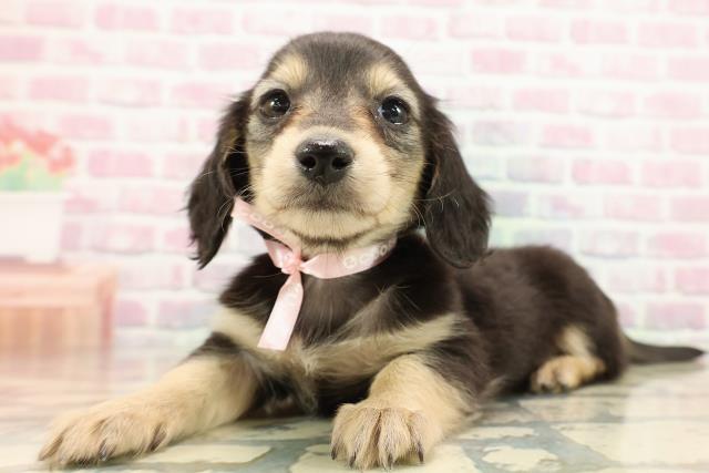 東京都のミニチュアダックスフンド(ロング) (Coo&RIKU府中店/2025年9月12日生まれ/女の子/ブラックタン)の子犬の2枚目の画像