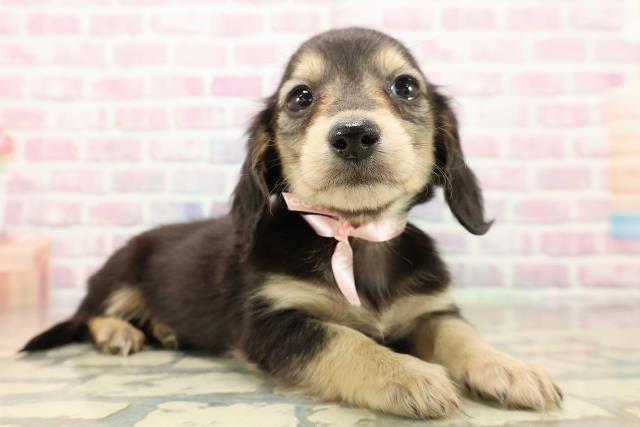 東京都のミニチュアダックスフンド(ロング) (Coo&RIKU府中店/2025年9月12日生まれ/女の子/ブラックタン)の子犬の3枚目の画像