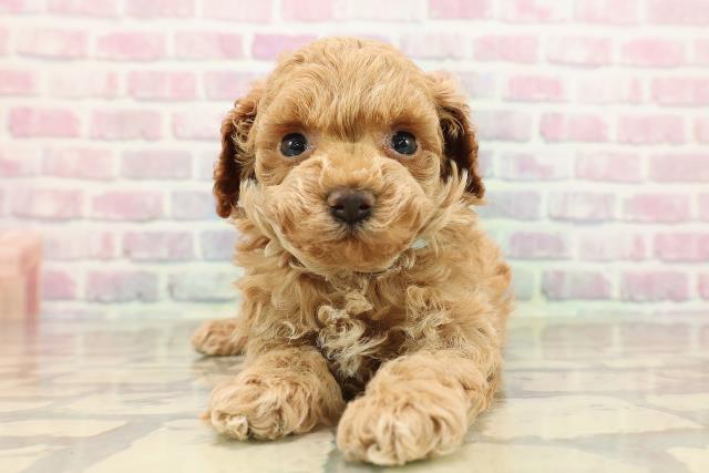 群馬県のトイプードル(トイ) (Coo&RIKU伊勢崎店/2025年9月12日生まれ/男の子/レッド)の子犬の1枚目の画像