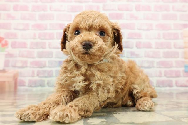 群馬県のトイプードル(トイ) (Coo&RIKU伊勢崎店/2025年9月12日生まれ/男の子/レッド)の子犬の2枚目の画像