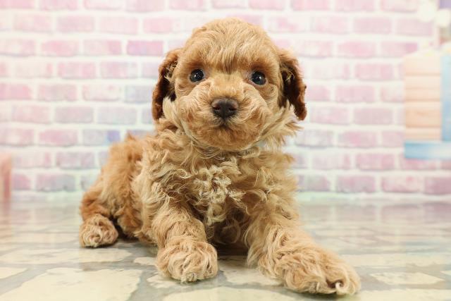 群馬県のトイプードル(トイ) (Coo&RIKU伊勢崎店/2025年9月12日生まれ/男の子/レッド)の子犬の3枚目の画像