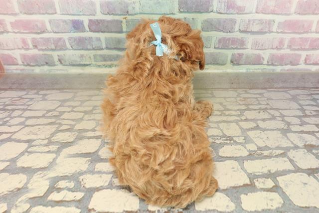 群馬県のトイプードル(トイ) (Coo&RIKU伊勢崎店/2025年9月12日生まれ/男の子/レッド)の子犬の4枚目の画像