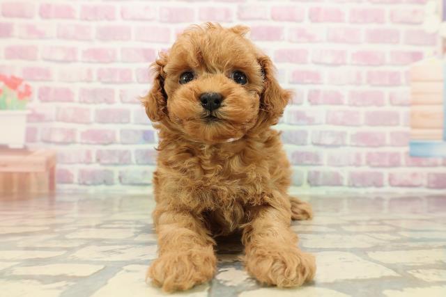 埼玉県のトイプードル(トイ) (Coo&RIKU桶川店/2025年9月12日生まれ/女の子/レッド)の子犬の1枚目の画像