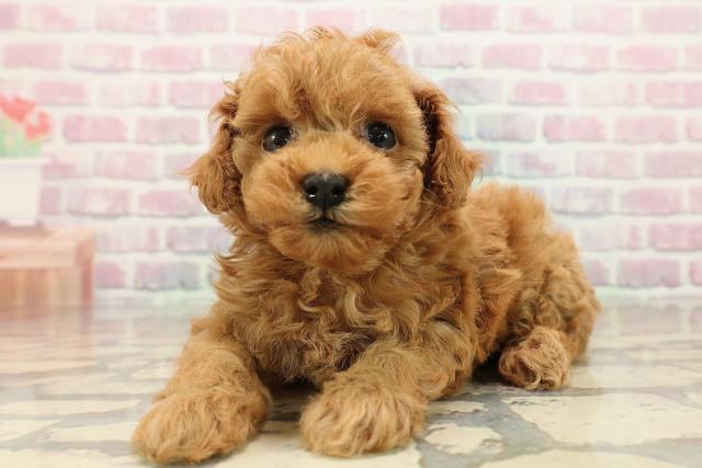 埼玉県のトイプードル(トイ) (Coo&RIKU桶川店/2025年9月12日生まれ/女の子/レッド)の子犬の2枚目の画像