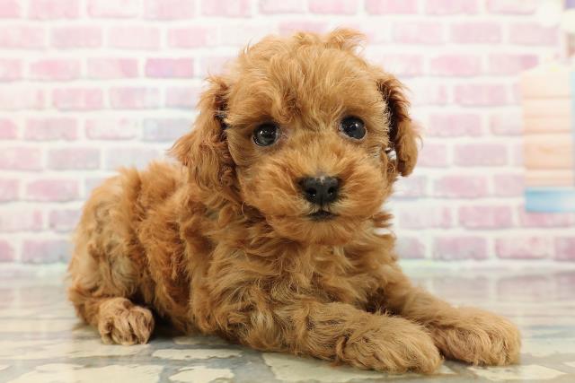 埼玉県のトイプードル(トイ) (Coo&RIKU桶川店/2025年9月12日生まれ/女の子/レッド)の子犬の3枚目の画像